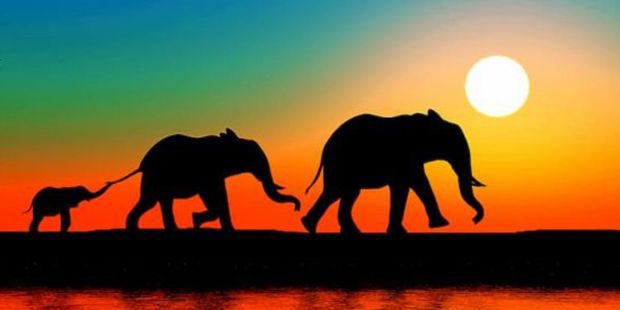 Elefantenfamilie im Sonnenuntergang. –